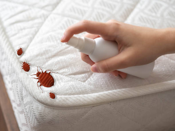 Best Flea Control Services  in Quincy, IL