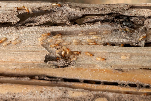 Best Mosquito Control Services  in Quincy, IL