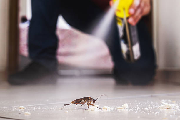 Best Termite Control Services  in Quincy, IL