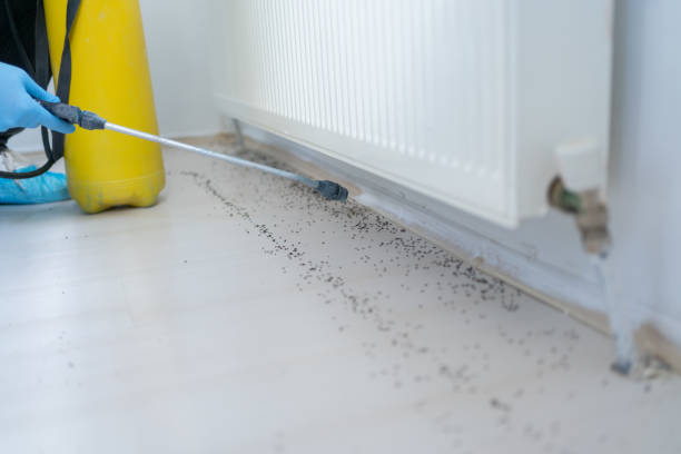 Best Wasp Removal Services  in Quincy, IL