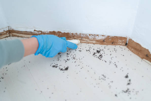 Best Pest Control Near Me in Quincy, IL